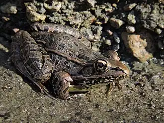 Description de l'image Lithobates spectabilis.jpg.