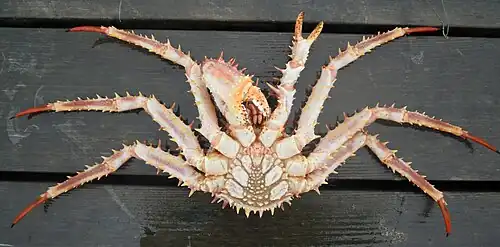 Vue ventrale de Lithodes maja.