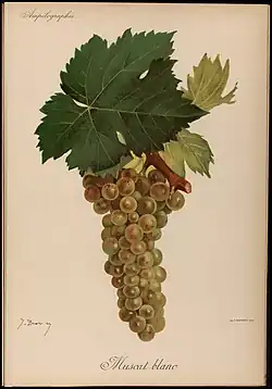 Lithographie de Muscat Blanc
