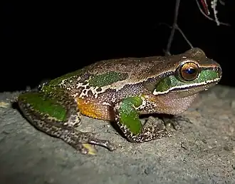 Description de l'image Litoria Daviesae.JPG.