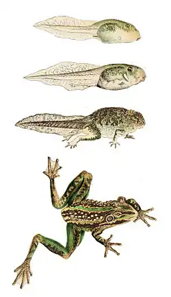 Planche montrant 4 stades de développement de la grenouille, du têtard à la grenouille adulte.