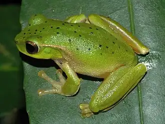 Description de l'image Litoria barringtonensis.JPG.