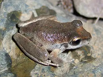 Description de l'image Litoria booroolongensis.jpg.