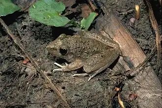 Description de l'image Litoria inermis04.jpg.