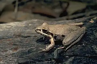 Litoria latopalmata