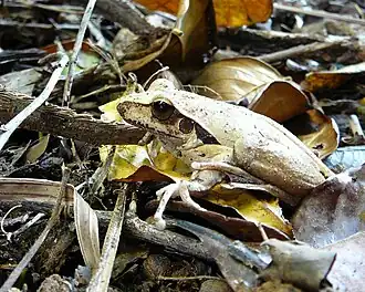 Description de l'image Litoria nigrofrenata.jpg.
