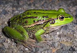 Description de l'image Litoria raniformis.jpg.