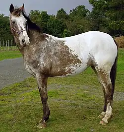 Capé (non-évolutif).