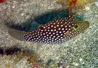 Canthigaster punctatissima