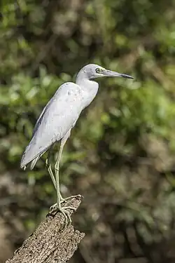 Photo d'une aigrette bleue juvénile, avec un plumage blanc et des pattes verdâtre.