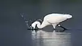 Aigrette garzette dans le সুন্দরবন পূর্ব বন্যপ্রাণ অভয়ারণ্য&nbsp;(bn), Bangladesh. Décembre 2018.