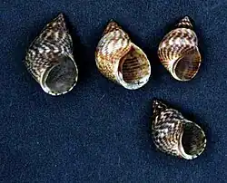 Littoraria intermedia