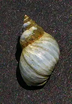 Littorina unifasciata antipodum