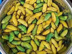 Photo d'un récipient remplis de vers à soie. La plupart sont jaunes, certains sont verts.