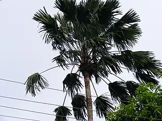 Description de l'image Livistonia Rotundifolia.jpg.
