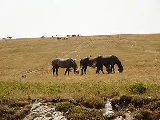Groupes de chevaux broutant dans un champ.