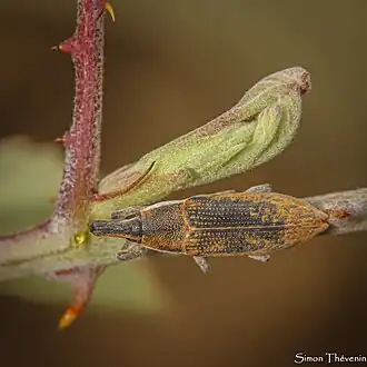 Description de cette image, également commentée ci-après