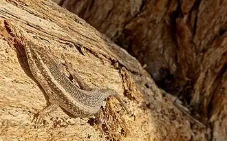 Description de l'image Lizard (23889826628).jpg.