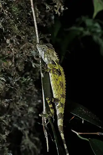 Description de l'image Lizard (36888552262).jpg.