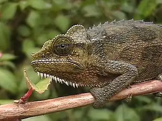 Description de l'image Lizard kenya.jpg.