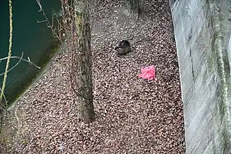 Sur les quais d'une rivière urbaine, en Slovénie.