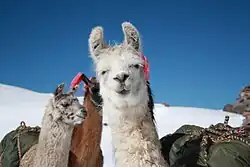 Un groupe de lamas en montagne.