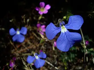 Description de l'image Lobelia tenuior.jpg.