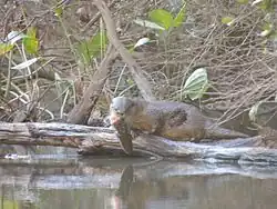 Loutre à longue queue avec sa proie en Uruguay en mai 2015.