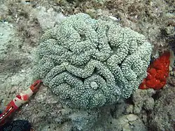 Lobophyllia flabelliformis (Lobophylliidae).