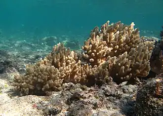 Sinularia sp. à La Réunion.