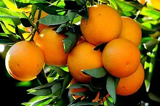 Citrus sinensis (« Orange douce »)