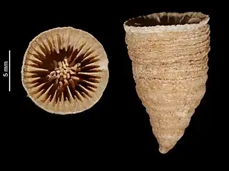 Description de l'image Lochmaeotrochus gardineri (MNHN-IK-2009-1854).jpeg.