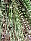 Lomandra fluviatilis
