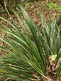 Lomandra spicata au Boorganna Nature Reserve, Nouvelle Galles du Sud, Australie