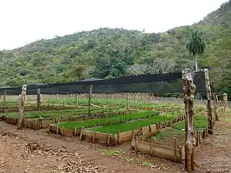 Cultures à la station biologique Jarico
