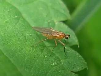 Description de l'image Lonchoptera bifurcata 01.JPG.