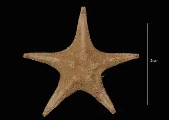 Lonchotaster tartareus (USNM)