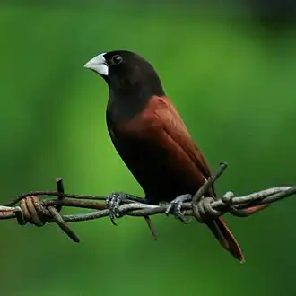 Description de l'image Lonchura atricapilla jagori -Cebu-8-3c.jpg.