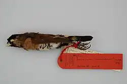 Description de l'image Lonchura montana 007633605-RMNH.AVES.90318 c T.jpg.