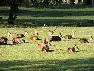 Groupe de cerfs.