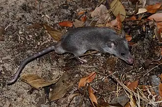 Description de l'image Long-tailed Pouched Rat imported from iNaturalist photo 156262558 on 18 April 2022.jpg.