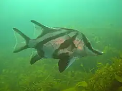 Pentaceropsis recurvirostris