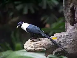 Streptocitta albicollis