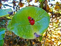Lonicera tellmanniana.