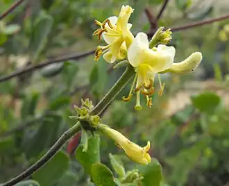 Description de cette image, également commentée ci-après