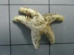 Lophaster quadrispinus