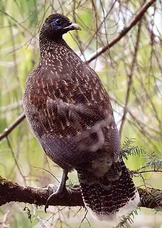 Lophophore de Sclater (Lophophorus sclateri)
