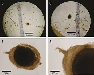 Description de l'image Lophopodella capensis (10.3897-afrinvertebr.57.8191) Figures 5–8.jpg.