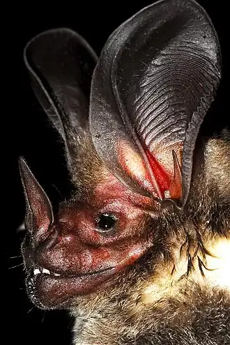 Oreilles très développées d'une chauve-souris, le Grand Lophostome