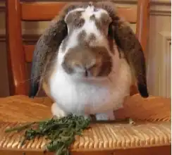 Un bélier français.